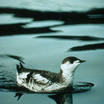 Marbled Murrelet